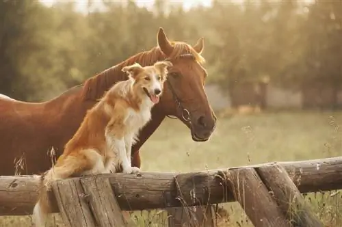 Bir Çiftlikte Yaşam Boyu En İyi 15 Çiftlik Köpeği Irkı (Resimlerle)