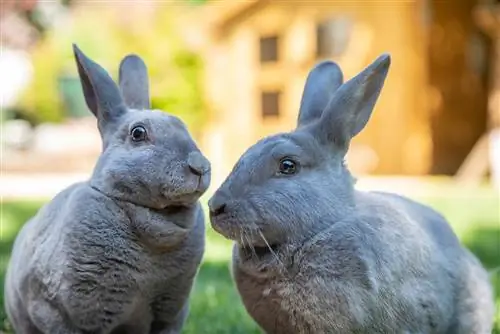 Quins animals ataquen els conills? Tingueu en compte aquests depredadors