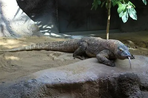 Kan Komodo-drager holdes som kjæledyr? Hva du trenger å vite