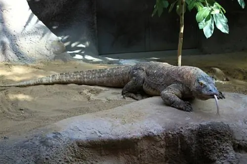 Կարո՞ղ են Komodo Dragons-ին պահել որպես ընտանի կենդանիներ: Այն, ինչ դուք պետք է իմանաք: