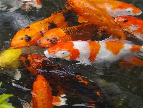 Soin des poissons Koi : 10 conseils pour en prendre soin
