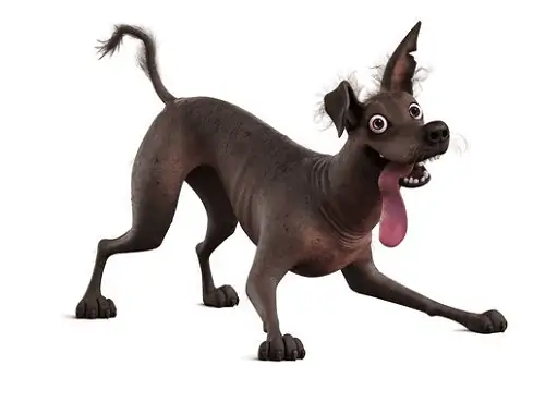 Ի՞նչ ցեղատեսակի է Կոկոյից շունը: Հետաքրքրաշարժ մեքսիկական ցեղատեսակ