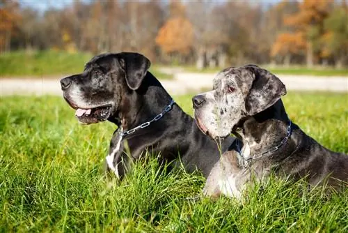 Egy dán dognak jó lesz egy másik kutyája? Tények & Személyiségvonások