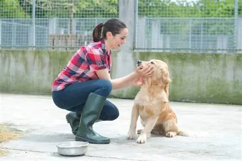 12 goede redenen om een hond uit een asiel te adopteren