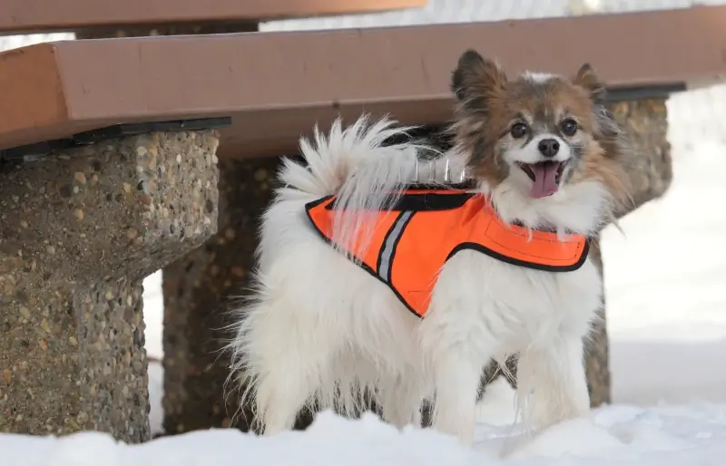 Kas yra „CoyoteVest“šunims? (& tipų DUK)