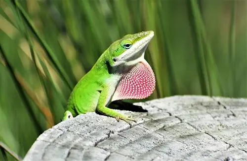 Green Anole ราคาเท่าไหร่? (คู่มือราคาปี 2566)