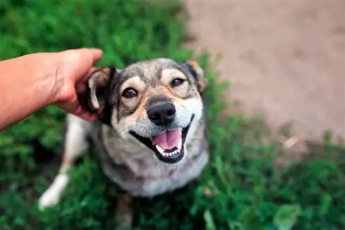 Mengapa Anda Tidak Patut Menepuk Kepala Anjing (Sebab & Memahami Tingkah Laku Anjing)
