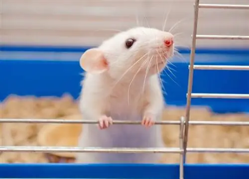 Kiek laiko naminės žiurkės gali ištverti be maisto ir vandens? Ką sako mokslas
