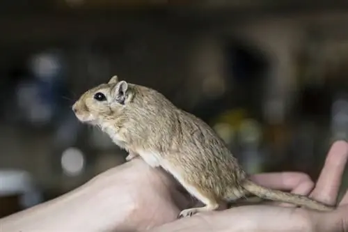 Ntev npaum li cas Gerbils tuaj yeem tsis muaj zaub mov thiab dej? Kev tshaib plab & Lub cev qhuav dej piav qhia