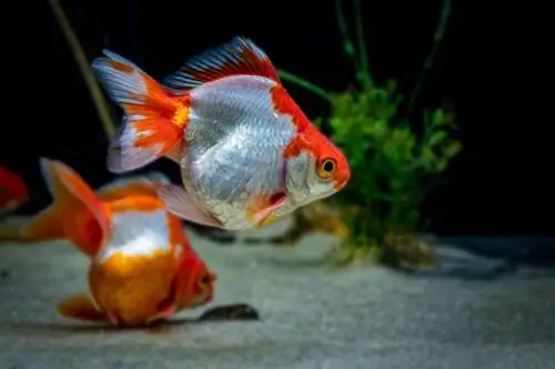 Tosakin Goldfish: imágenes, hechos, vida útil & Guía de cuidados