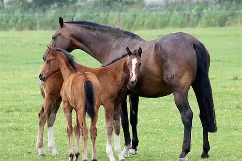 एक घोड़ा अपने जीवनकाल में कितने बच्चे पैदा कर सकता है? (तथ्य, & अक्सर पूछे जाने वाले प्रश्न)