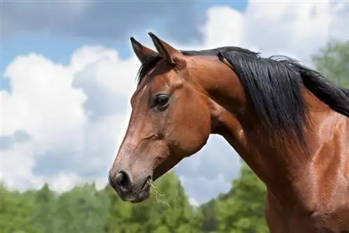 מהו הגיל הטוב ביותר לגידול סוסה? מדריך שלם