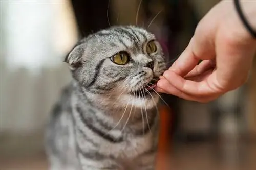 Sollte ich meiner Katze Nahrungsergänzungsmittel geben? Unser Tierarzt erklärt es