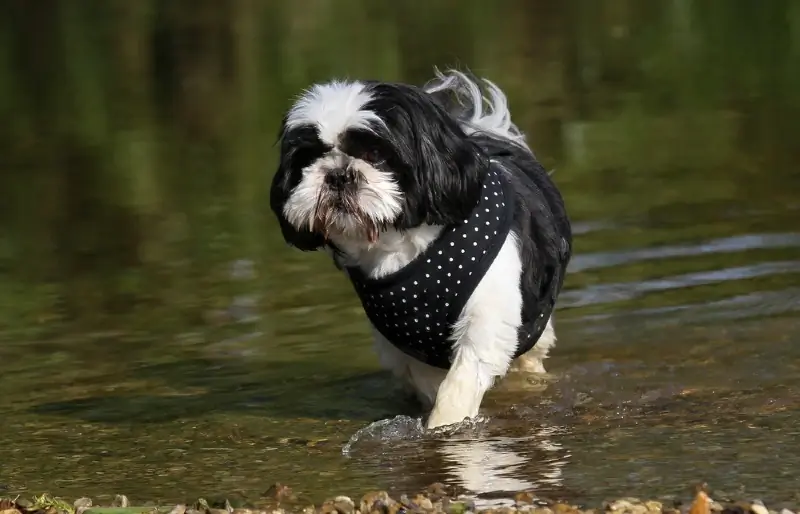 Može li Shih Tzu plivati? Izdržljivost psa & Objašnjena snaga