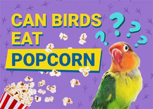 Gli uccelli possono mangiare i popcorn? È salutare per loro?