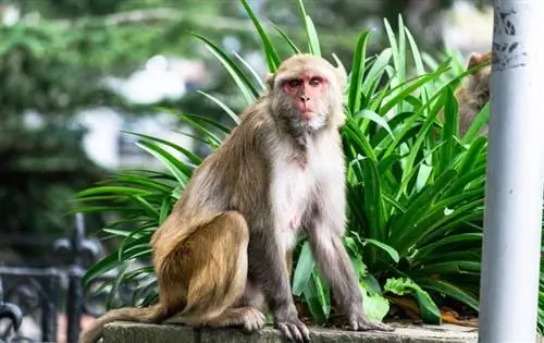 11 grunde til, hvorfor aber aldrig bør være kæledyr - dyrlæge anmeldt