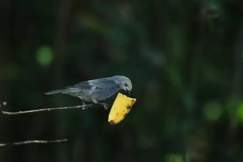 Un ocell de companyia podria sobreviure a la natura? Fets revisats pel veterinari & PMF