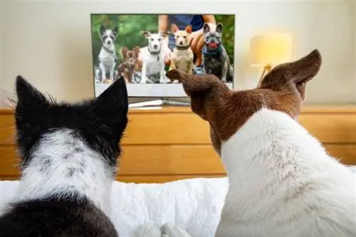 Ar jums naudinga žiūrėti vaizdo įrašus apie gyvūnus? Ką sako mokslas