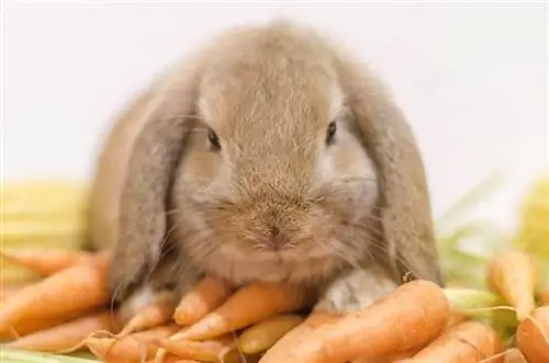 Hur mycket och hur ofta ska man mata kaniner? Fodertabell & Guide