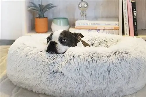 क्या शांत करने वाले कुत्ते के बिस्तर वास्तव में काम करते हैं? आपको क्या जानने की आवश्यकता है