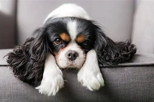 Kas Cavalier King Charlesi spanjel on hüpoallergeenne? Tõu faktid & KKK