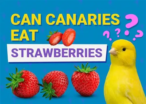 آیا قناری ها می توانند توت فرنگی بخورند؟ آیا آنها برای آنها خوب هستند؟