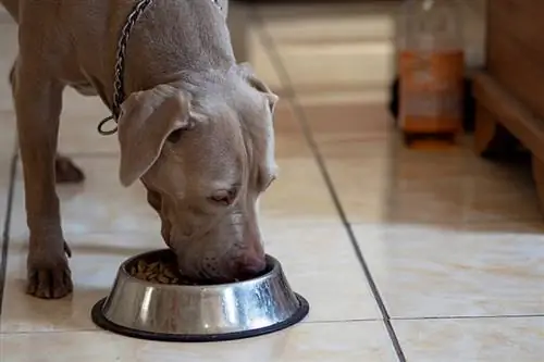 2023 онд том нохойд зориулсан хуурай нохойны шилдэг 11 хоол – Тойм & Шилдэг сонголтууд