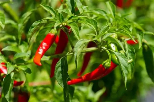 Maaari Bang Kumain ang Mga Aso ng Cayenne Peppers? Payo na Inaprubahan ng Vet