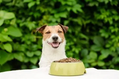 10 Thức ăn cho chó tốt nhất dành cho chó nhỏ năm 2023 – Nhận xét & Lựa chọn hàng đầu