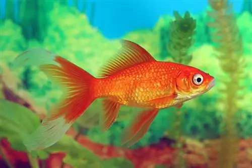 D'où viennent les poissons rouges ? FAQ sur l'historique