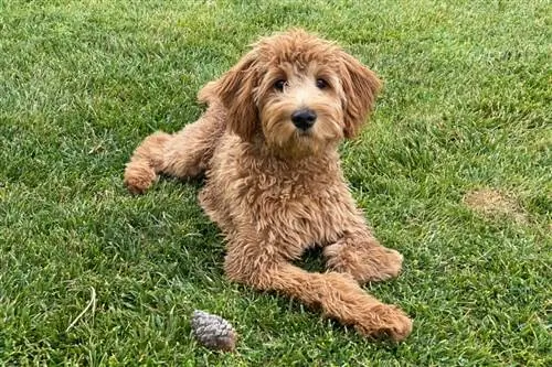 10 meilleurs aliments pour chiots pour Goldendoodles en 2023 – Avis &