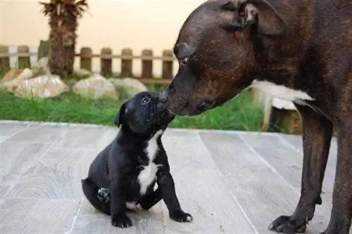 कुत्ते एक दूसरे का मुंह क्यों चाटते हैं? कुत्ते के व्यवहार की व्याख्या