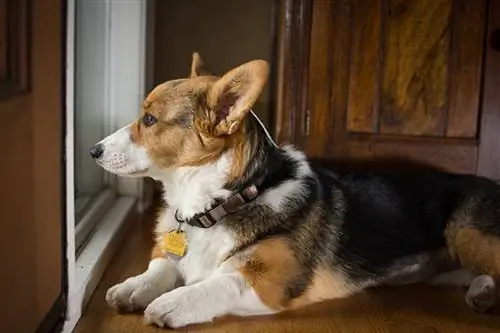 Is 'n Corgi 'n goeie woonstelhond? Rasfeite & Gereelde vrae