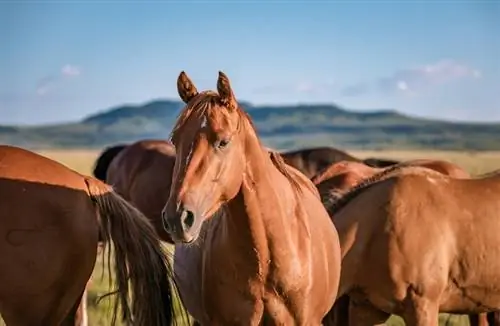 Poznajú kone svoje vlastné mená? Fakty & FAQ