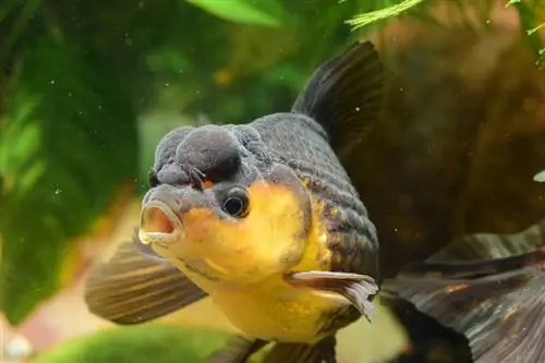 Ali lahko ribe kašljajo ali kihajo? Pojasnjeno vedenje rib