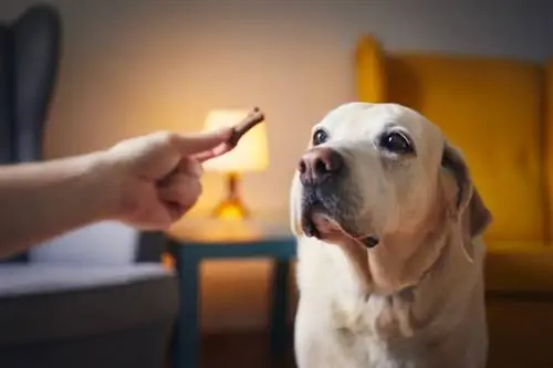 National Dog Biscuit Day 2023: คืออะไร & วิธีฉลอง