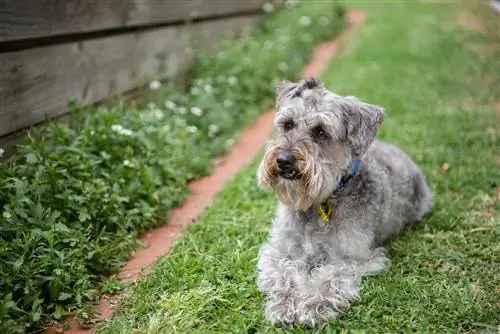 ¿Cuánto cuesta un Schnoodle? (Guía de Precios 2023)