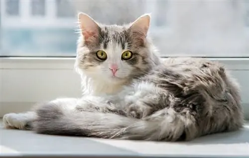 Els gats d'interior poden viure una vida feliç i satisfactòria? Fets revisats pel veterinari & PMF