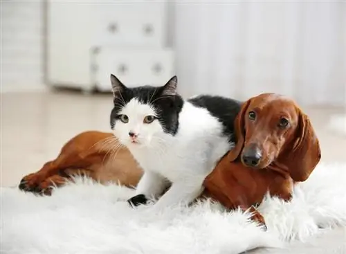 10 bästa Mississippi husdjursförsäkringsleverantörer 2023 – recensioner & jämförelser