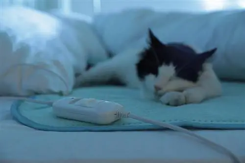 Sunt paturile încălzite pentru pisici sigure pentru pisici?
