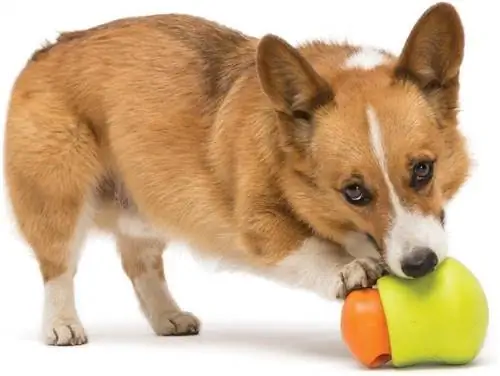 8 Mainan Anjing Ramah Lingkungan Terbaik di 2023 (Disetujui Dokter Hewan) - Ulasan & Pilihan Teratas