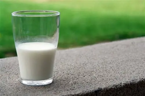 Kazas piena priekšrocības suņiem: 5 neticamas veselības priekšrocības