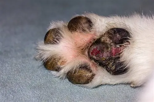 إصابات وسادة القدم في الكلاب: كيفية التعرف عليها وعلاجها