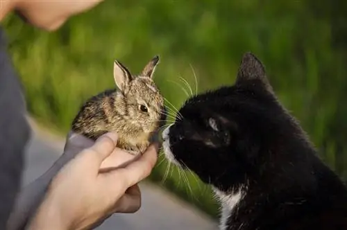 Bir pişiyi dovşanla necə tanış etmək olar: 6 asan məsləhət & FAQ