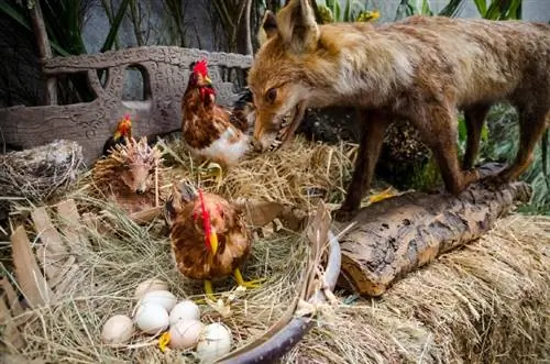 Pourquoi les renards tuent-ils les poulets et les laissent-ils ?