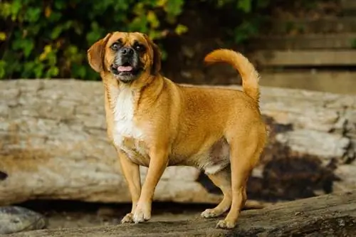 10 bästa hundfoder för Puggles 2023 – Recensioner & Toppval