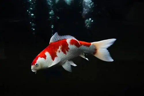 16 koi zivju veidi: šķirnes, krāsas, & klasifikācijas (ar attēliem)
