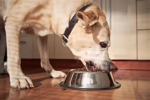 Co je krůtí moučka v krmivu pro psy? Je to bezpečné pro psy?