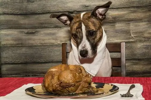 Els gossos poden menjar gall dindi? El que has de saber