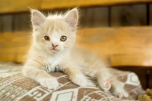 Leppe- og ganesp alte hos kattunger (veterinærens svar): tegn, behandling & årsaker